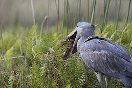 Shoebill