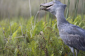 Shoebill