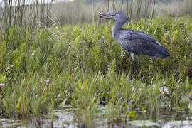 Shoebill