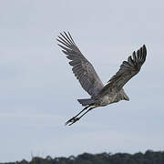 Shoebill