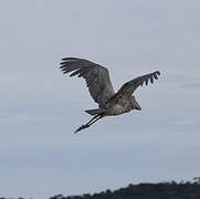 Shoebill