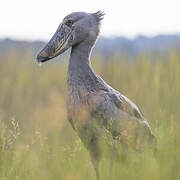 Shoebill