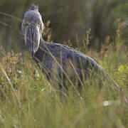 Shoebill