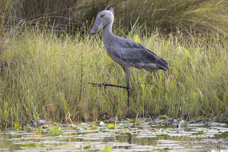 Bec-en-sabot du Niladulte, pêche/chasse