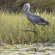 Shoebill