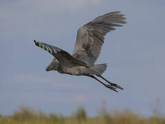 Shoebill