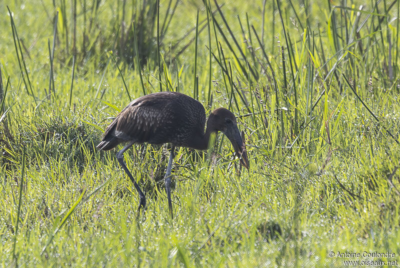 African Openbillimmature