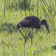 African Openbill