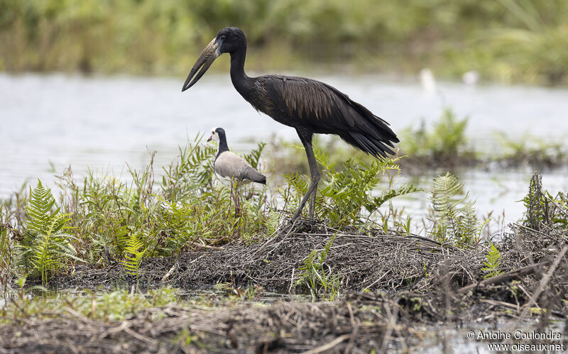 African Openbilladult