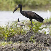 African Openbill