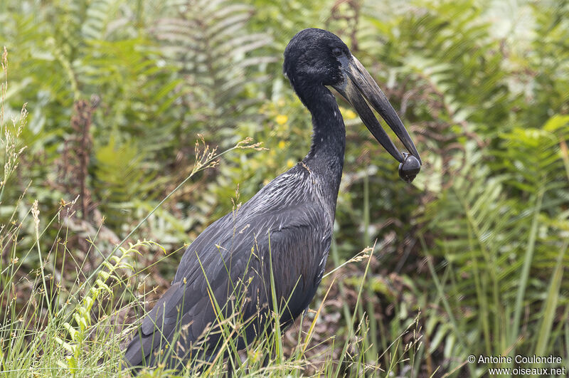 African Openbilladult, fishing/hunting, eats