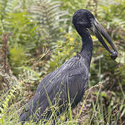 African Openbill