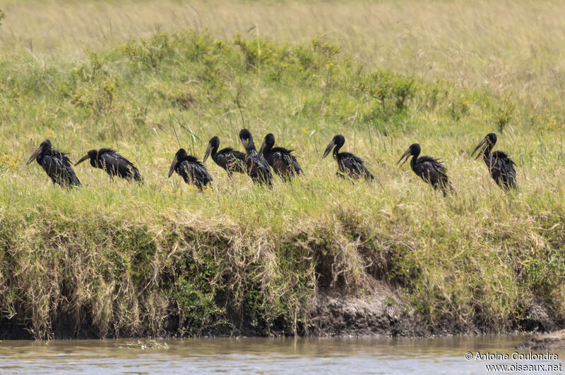 African Openbilladult