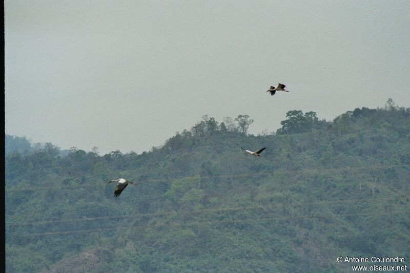 Asian Openbill