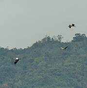 Asian Openbill