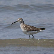 Curlew Sandpiper