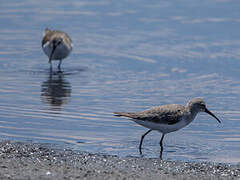 Curlew Sandpiper