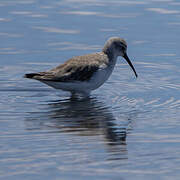 Curlew Sandpiper