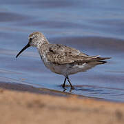 Curlew Sandpiper