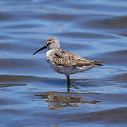 Curlew Sandpiper