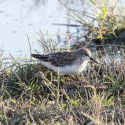 Little Stint