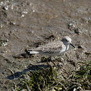 Little Stint