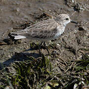 Little Stint