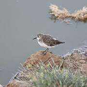 Little Stint