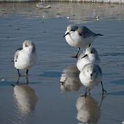 Bécasseau sanderling