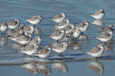 Bécasseau sanderling