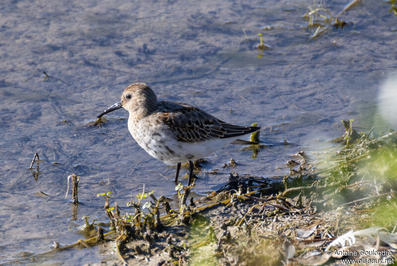 Dunlinadult post breeding