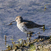 Dunlin