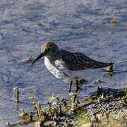 Bécasseau variable