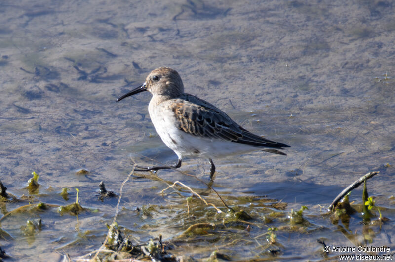 Dunlinadult post breeding