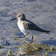 Dunlin