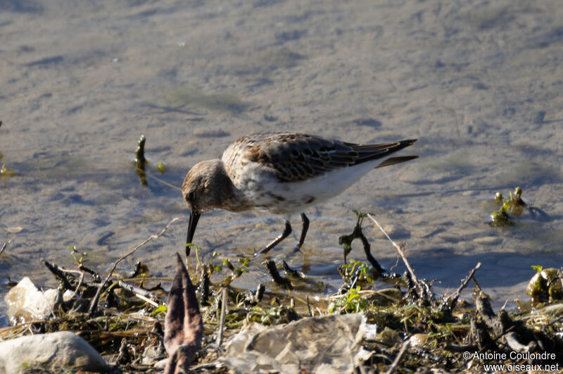 Dunlinadult post breeding