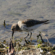 Dunlin