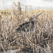 Common Snipe