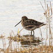 Common Snipe