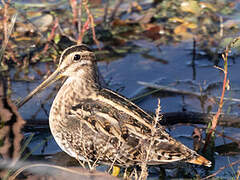 Common Snipe