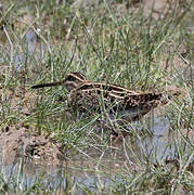 Common Snipe