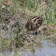 Common Snipe