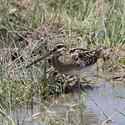 Common Snipe