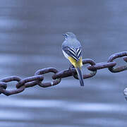 Grey Wagtail