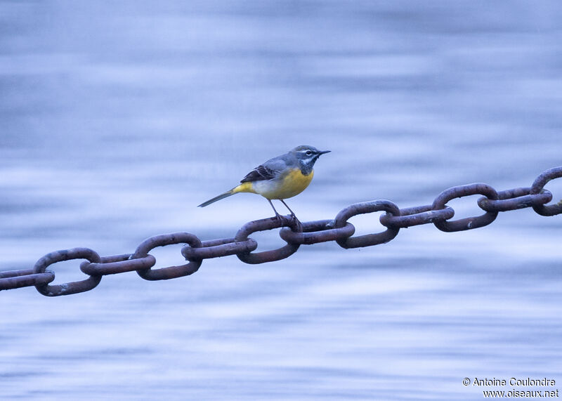 Grey Wagtailadult