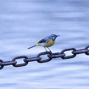 Grey Wagtail