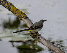 Grey Wagtail