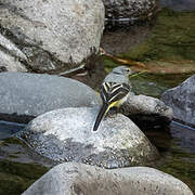 Grey Wagtail