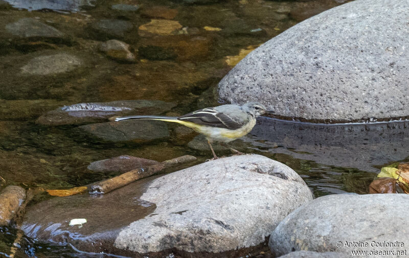 Grey Wagtailadult