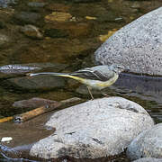 Grey Wagtail